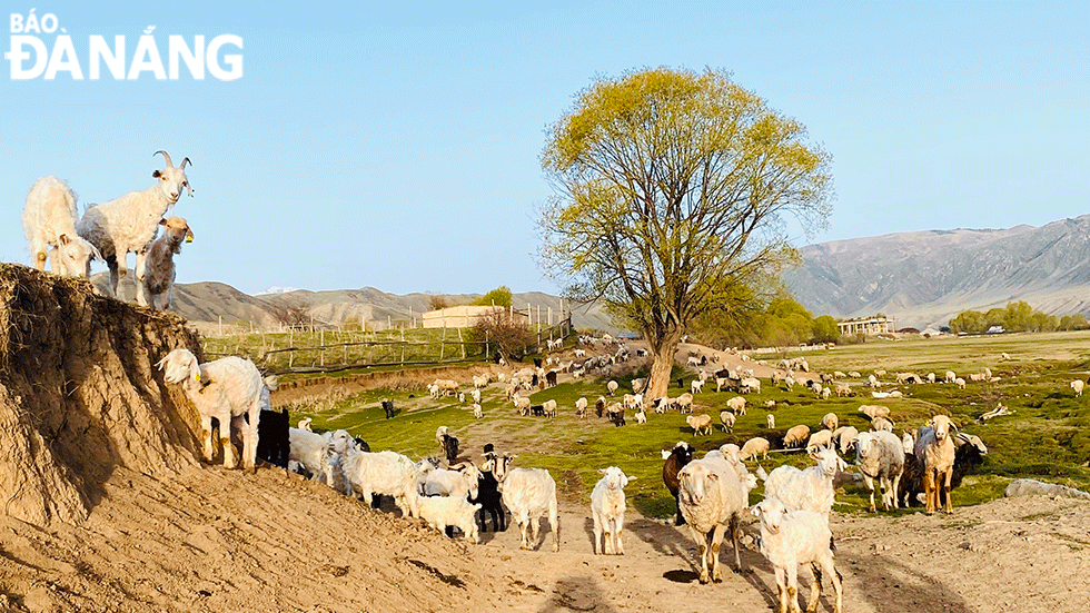 Người dân trong làng sống chủ yếu dựa vào chăn nuôi bò yak, dê, cừu, ngựa. 