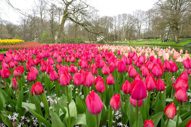 Những bông hoa tulip rực rỡ sắc màu trong công viên Keukenhof. Vườn hoa tulip lớn nhất thế giới này kỷ niệm 75 năm ra đời với “màn trình diễn” của khoảng 7 triệu bông hoa. Ảnh: AFP