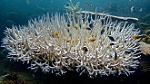 Khủng hoảng san hô toàn cầu