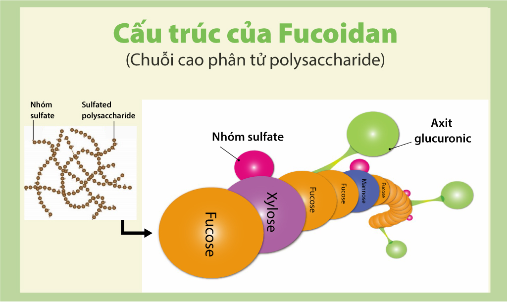 Nguồn: Viện nghiên cứu Fucoidan NPO (Nhật Bản) www.fucoidan-life.com