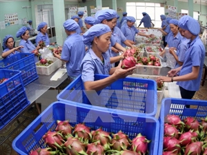 Dragon fruits are packaged for export