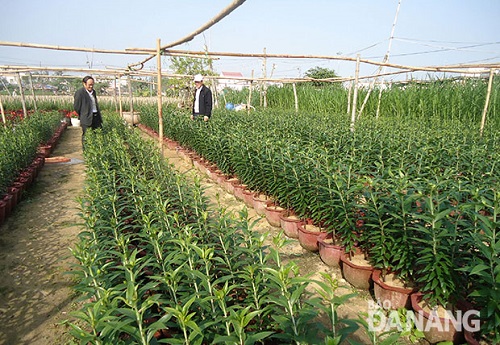 Lilies being grown in Hai Chau District’s Hoa Cuong Bac Ward