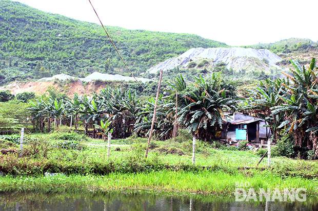 Không thể trồng lúa vì thiếu nước, một số hộ dân đã chủ động chuyển mô hình trang trại sản xuất ở phường Hòa Khánh Nam. 