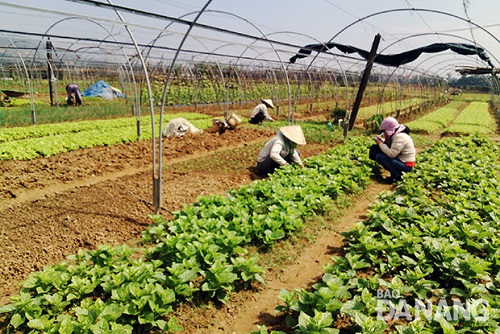 A vegetable growing area in Hoa Vang District