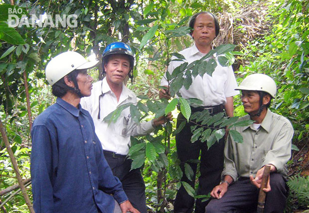 Đoàn điều tra Hội Dược liệu TP. Đà Nẵng đã phát hiện cây thuốc thượng tại rừng Bà Nà. Ảnh: P.C.T
