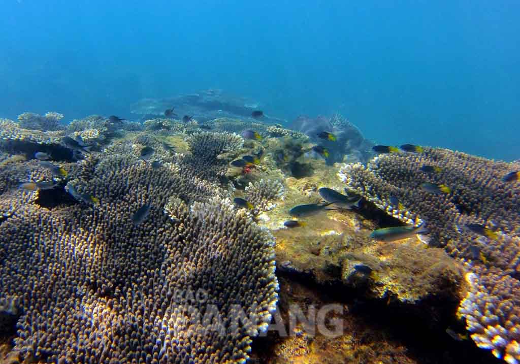 Các rạn san hô ở bán đảo Sơ
