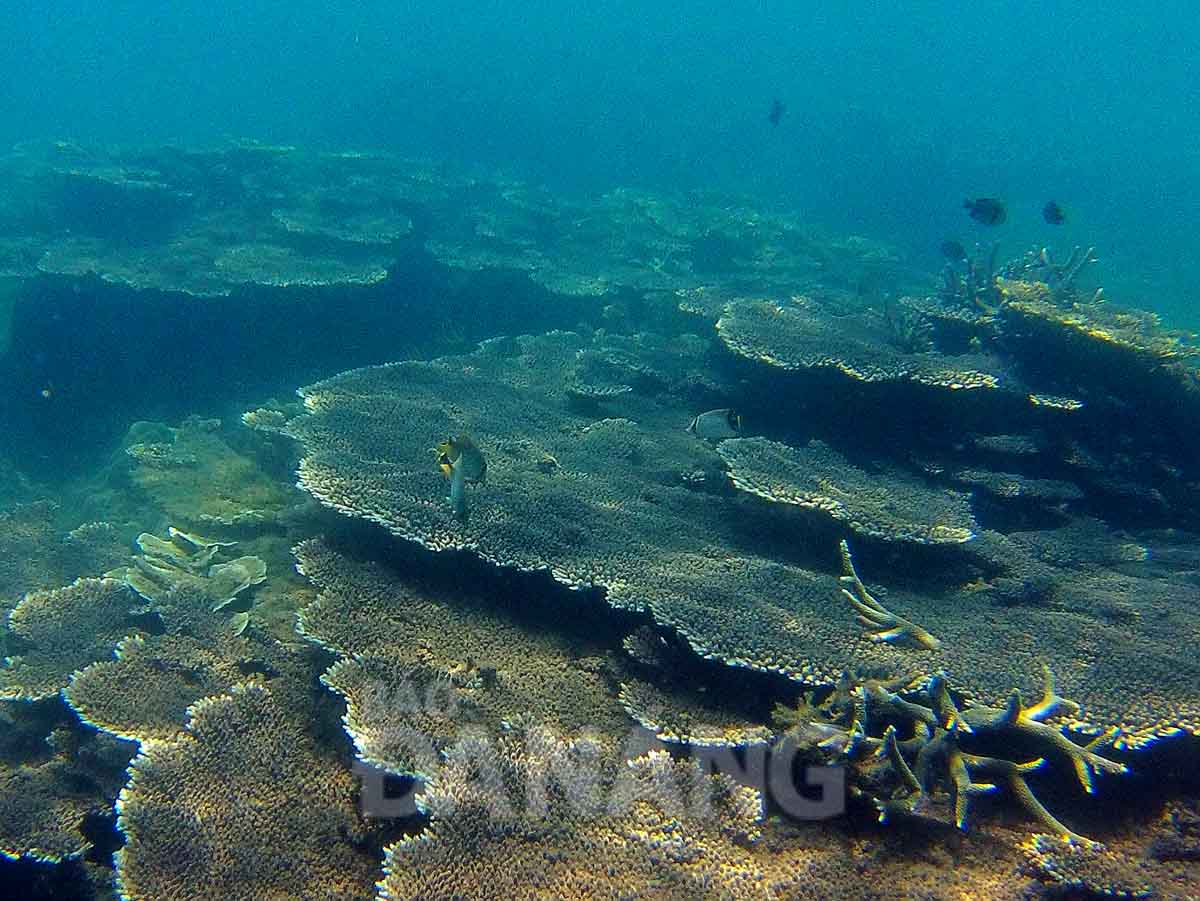 Những thảm san hô trải dài thành từng thảm rộng, du khách thỏa sức thưởng thức món quà tuyệt đẹp của biển.