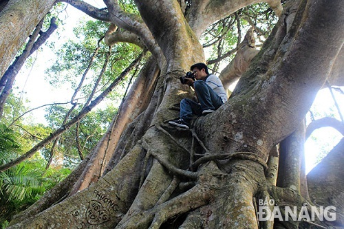 Someone has carved their name on the thousand-year-old banyan tree