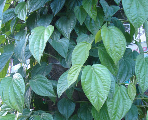 Trầu - Piper betle L., thuộc họ Hồ tiêu – Piperaceae.  Ảnh: P.C.T