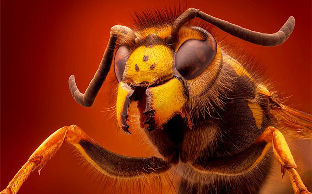 Hàm răng của ong bắp cày.