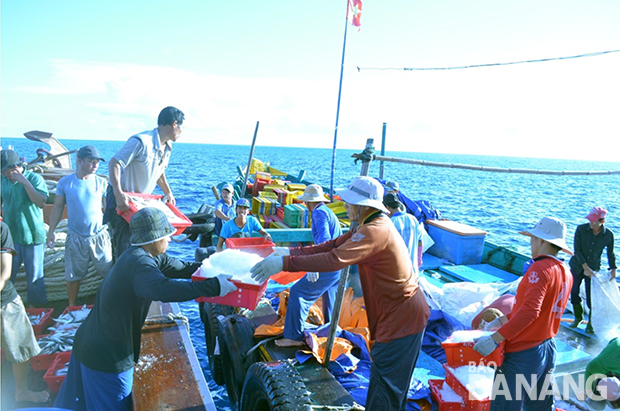Thành viên của Hợp tác xã  Hải Nhi thu mua hải sản trên biển.