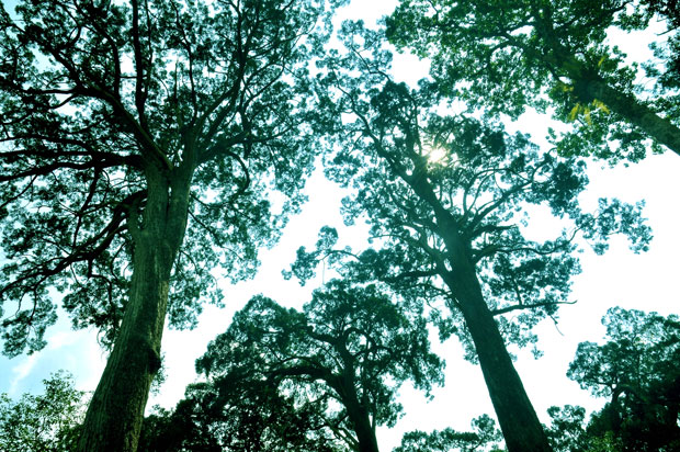 Chính quyền huyện Tây Giang từng bước phát huy giá trị của rừng, để pơmu luôn tỏa bóng giữa đại ngàn và biến nơi đây thành một điểm đến du lịch lý thú.