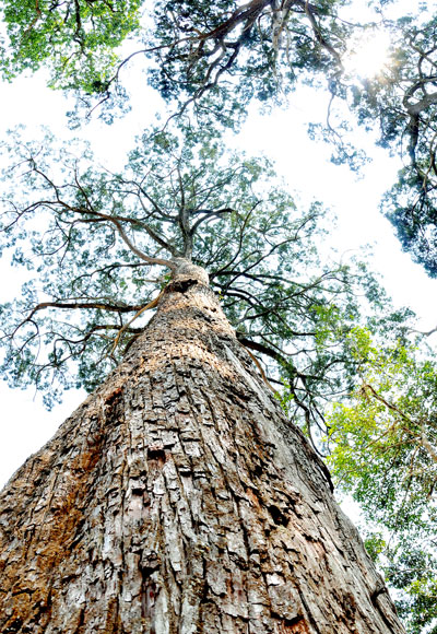 Một trong số 725 cây có đường kính 1,5m trở lên được Hội Bảo vệ thiên nhiên và môi trường Việt Nam công nhận cây di sản. Pơmu được coi là một loại gỗ quý do mùi thơm đặc trưng và không bị mối mọt phá hoại.