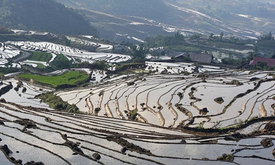  The Den Sang rice terraces. Photo: Tuoi Tre