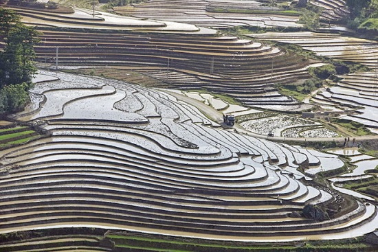  A fascinating 'painting' created by farmers. Photo: Tuoi Tre