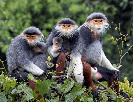   ‘Gia Dinh Vooc’ (A Family of Red-shanked Douc Langurs) by photographer Kim Lien …
