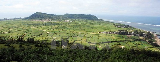 The ​shallot and garlic fields on the island (Photo: VNA)