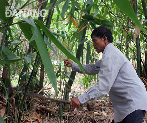 Trưởng thôn Phú Túc Đinh Văn Nhôm đang trẩy mấy nhánh tre để tạo lực cho măng non phát triển. 
