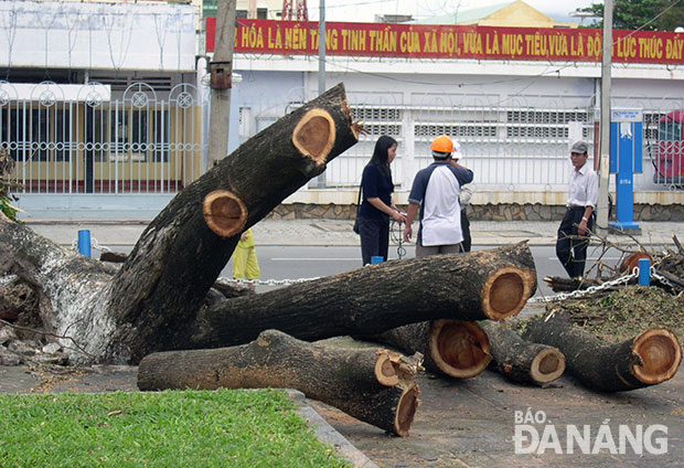 Bão Xangsane 2006 làm ngã đổ nhiều cây to trên đường Hùng Vương, trước Trung tâm Văn hóa-Thông tin thành phố Đà Nẵng (cũ). Ảnh: V.T.L