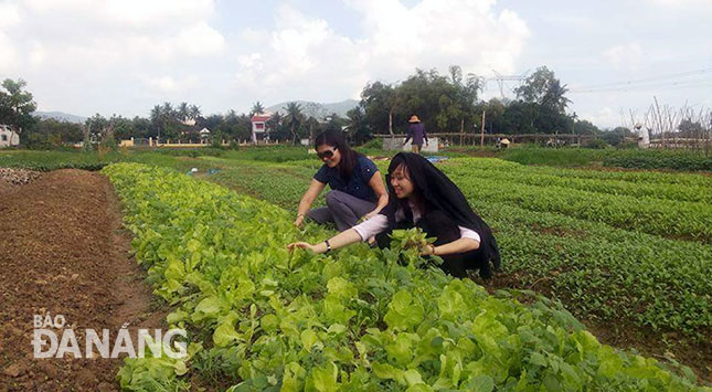 Mô hình rau sạch luôn được các cấp Hội theo dõi để đề xuất giải pháp hỗ trợ. Trong ảnh: Một mô hình trồng rau sạch tại xã Hòa Phong.