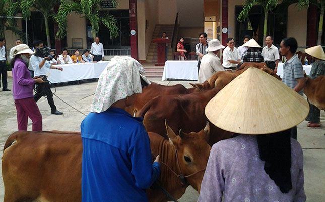Nông dân xã Hòa Phước (huyện Hòa Vang) tiếp nhận bò do Sở Giao thông vận tải hỗ trợ để cải thiện kinh tế.
