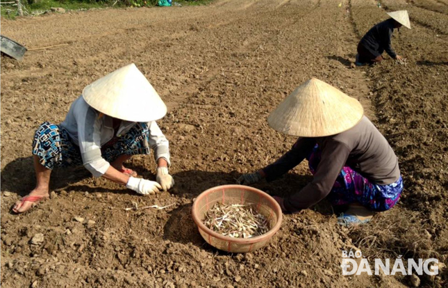 Người dân xã Hòa Nhơn (huyện Hòa Vang) đang trồng kiệu Hương trên những khu đất rộng.