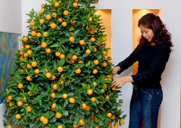 Kumquat - lucky and fruitful