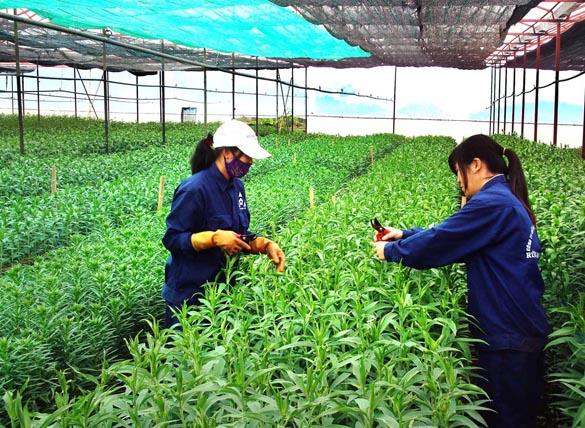 Hòa Minh phát triển nông nghiệp đô thị