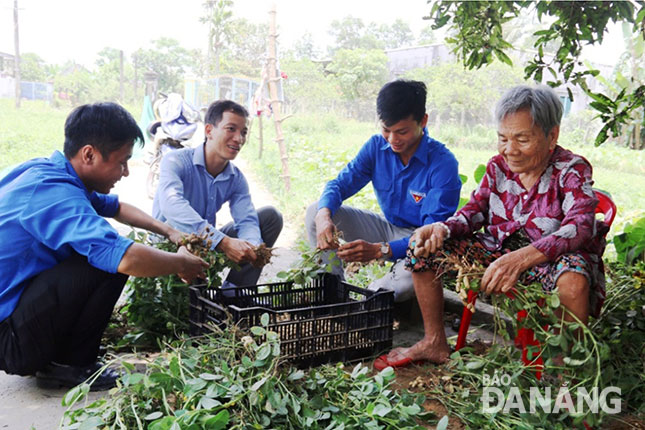 Thanh niên xã Hòa Tiến giúp gia đình mẹ Lê Thị Sẻ thu hoạch đậu phộng.