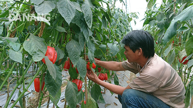 Anh Trương Ngọc Sơn trong trang trại trồng rau củ theo mô hình nhà kính ở xã Hòa Phú, huyện Hòa Vang.