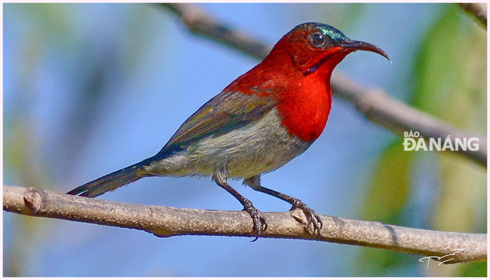 Chim hút mật họng đỏ