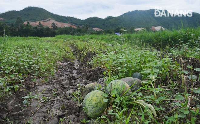 Cánh đồng dưa hấu rộng 30ha ở thôn Trường Định vắng vẻ, đìu hiu dù đang vào mùa thu hoạch. 