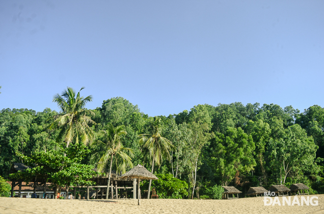 Hàng dừa xanh ngắt ở Bãi Cát Vàng.