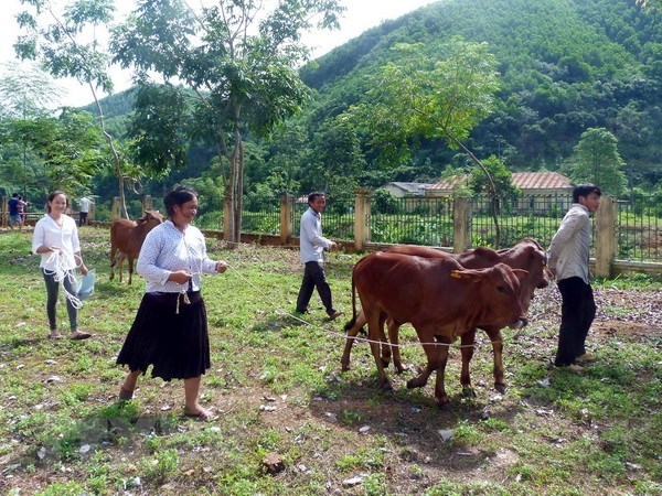 Cows presented to poor households 
