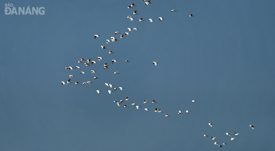 Chim nước di cư trên bầu trời Đà Nẵng. Ảnh: HỒ TRUNG TÚ