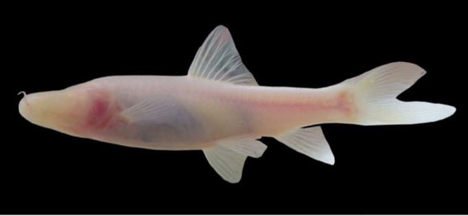 Speolabeo hokhanhi, the new blind cavefish species found in Hang Va Cave in Read more at http://vietnamnews.vn/environment/468831/new-cavefish-species-found-in-quang-binh-cave.html#8ovETL6MlSFi32C0.99