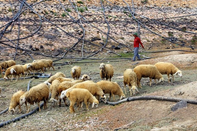 Sheep feed on grass on a parched patch of land in Ninh Thuan province as drought rages in the south central locality. (Photo: VNA)