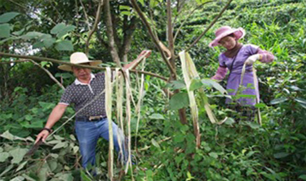 Nhãn Khán (trái) và người làng lấy vỏ cây trong rừng.
