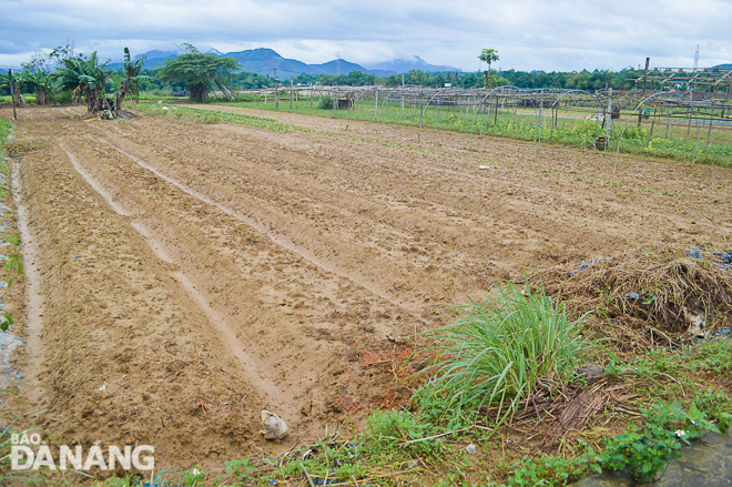 Là một vùng trồng rau trọng điểm của thành phố, việc Hợp tác xã dịch vụ sản xuất và tiêu thụ rau an toàn Túy Loan thiệt hại do mưa lớn khiến nguồn cung rau sạch bị ảnh hưởng nặng nề.