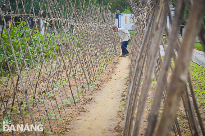 Hợp tác xã dịch vụ sản xuất và tiêu thụ rau an toàn Túy Loan đang thống kê thiệt hại cụ thể của các hộ trồng rau 