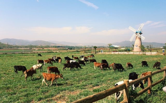 Hình ảnh trang trại bò sữa Organic (Ảnh: Công ty Vinamilk cung cấp)