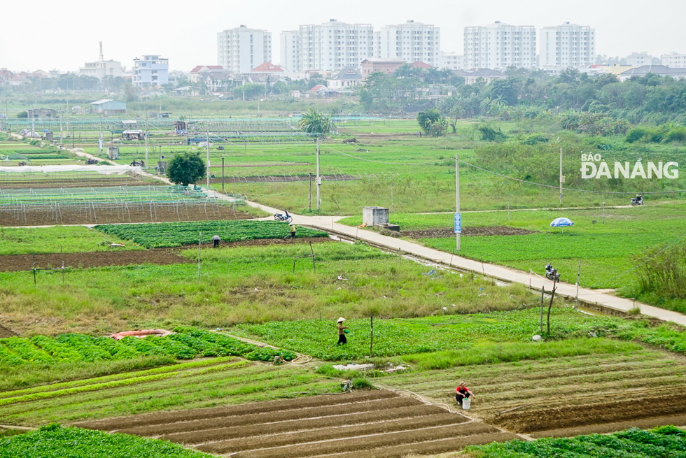 Nestled near the Cam Le River, the 10ha La Huong vegetable growing area provides around 500 tonnes of vegetables to local residents per year. In recent years, this area has been one of the city’s dedicated organic vegetable growing areas, meeting the Viet Nam Good Agricultural Practices (VietGap) standards.