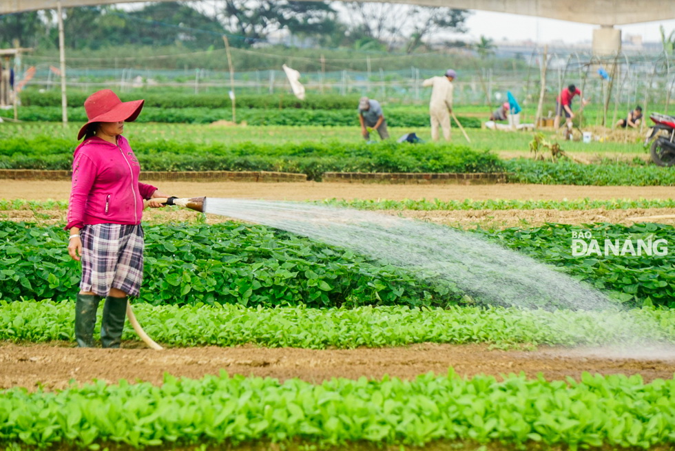 A woman watering vegetables.