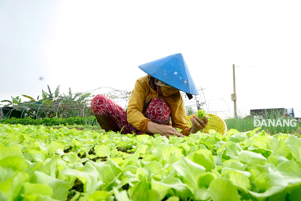 A farmer meticulously taking care of her vegetable garden.