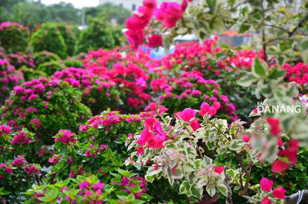 Bougainvillea flowers are a new item at this year’s market.