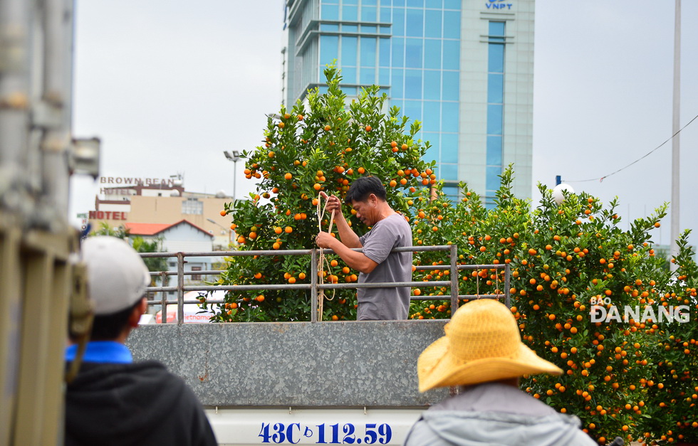 A man preparing his shipment of kumquat trees before delivering them to a customer.