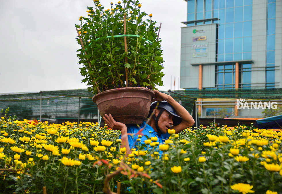 Another man carrying a pot of yellow chrysanthemums on his shoulder.