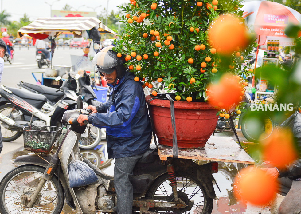 A motorcycle driver is about to deliver a kumquat tree to his customer.