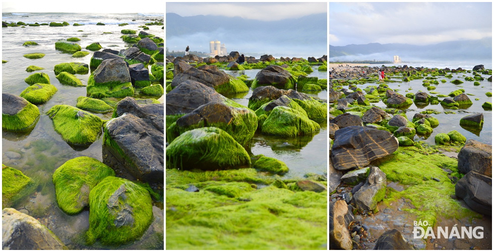Undulating rocks featuring various shapes being covered with green moss