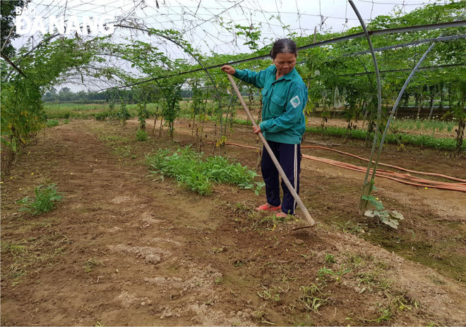 A farmer working at the Tuy Loan organic vegetable cooperative